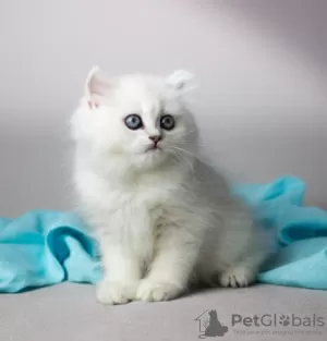 Photo №1. british shorthair - for sale in the city of Пютте | Is free | Announcement № 128942