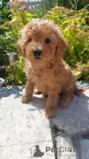 Additional photos: Toy poodle puppies boys and girls with pedigree