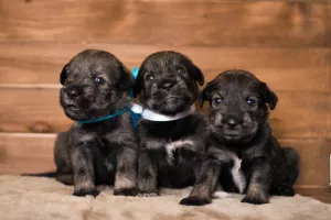 Additional photos: Mittelschnauzer puppies are offered, very beautiful, cute and playful)