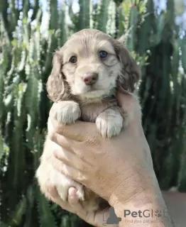 Photo №3. Dachshund puppies. Germany