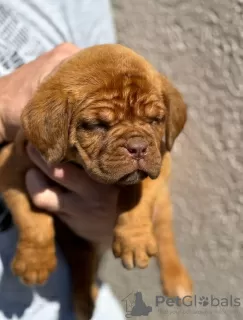 Photo №2 to announcement № 102896 for the sale of dogue de bordeaux - buy in Serbia private announcement