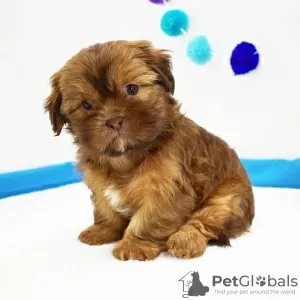 Photo №2 to announcement № 42828 for the sale of shih tzu - buy in United States breeder