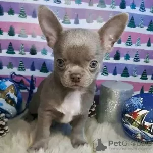 Photo №2 to announcement № 127297 for the sale of chihuahua - buy in United States 