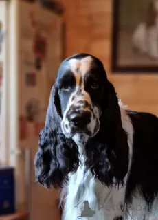 Additional photos: English Springer Spaniel puppies