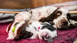 Photo №2 to announcement № 61963 for the sale of english springer spaniel - buy in Poland breeder