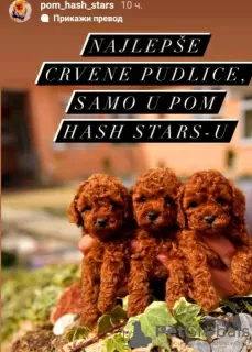 Photo №4. I will sell poodle (toy) in the city of Werbass.  - price - negotiated