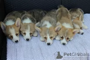 Additional photos: Welsh Corgi Pembroke puppies