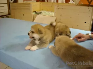 Photo №3. Akita Inu puppies for adoption. Germany