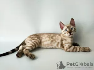 Photo №2 to announcement № 12164 for the sale of bengal cat - buy in Ukraine from nursery