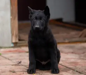 Additional photos: 4 months-black male, German shepherd, standard, from two black producers KSU