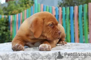 Photo №1. dogue de bordeaux - for sale in the city of Novosibirsk | 813$ | Announcement № 7508