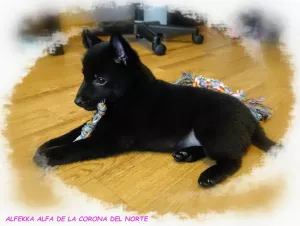 Photo №3. Schipperke (Schipperke). Russian Federation