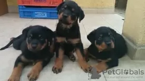 Photo №2 to announcement № 128437 for the sale of rottweiler - buy in Germany breeder