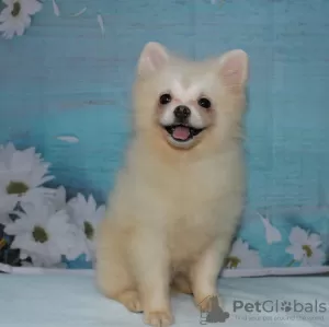 Photo №2 to announcement № 11261 for the sale of pomeranian - buy in Russian Federation from nursery, breeder