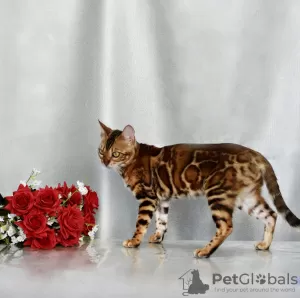 Photo №1. bengal cat - for sale in the city of Minsk | 189$ | Announcement № 120911