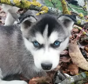 Additional photos: Husky kids