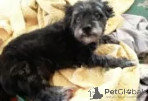 Photo №1. airedale terrier - for sale in the city of Fallåker | Is free | Announcement № 128631