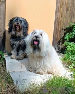 Photo №3. Tibetan Terrier puppies. Russian Federation