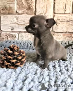 Additional photos: Puppy for sale chihuahua blue and white