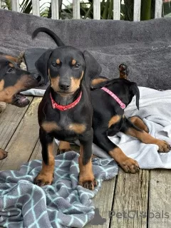 Photo №1. dobermann - for sale in the city of Muhos | Is free | Announcement № 127882