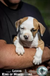 Additional photos: American Stafford Terrier puppies