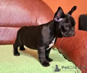 Photo №1. french bulldog - for sale in the city of Nuremberg | 380$ | Announcement № 128703