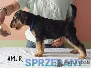 Additional photos: Airedale Terrier puppies READY FOR COLLECTION - ZKwP / FCI