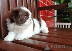 Photo №1. shih tzu - for sale in the city of Eagle Pass | 400$ | Announcement № 100398