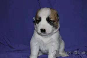 Additional photos: CAO puppies are open to the reserve kennel KSU