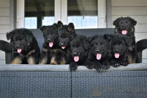 Additional photos: german shepherd puppies