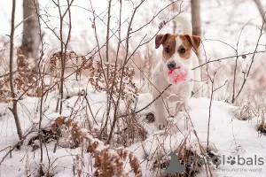 Photo №4. I will sell jack russell terrier in the city of Minsk. from nursery - price - 800$