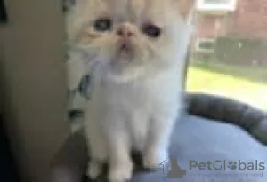 Photo №1. exotic shorthair - for sale in the city of Tampere | Is free | Announcement № 128525