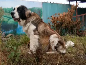 Additional photos: Moscow Watchdog Puppies