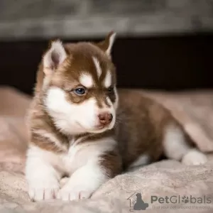 Photo №1. siberian husky - for sale in the city of Bielsko-Biała | 317$ | Announcement № 90311