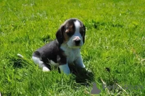 Photo №3. BEAGLE PUPPY FOR ADOPTION. United Kingdom