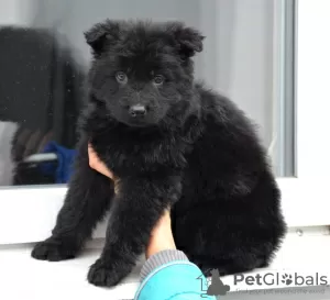 Additional photos: German shepherd puppy, black long haired boy, World Champion Descendant