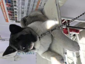 Additional photos: American Akita puppies, 2 boys and 1 girl