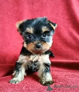 Photo №3. Yorkshire Terrier puppies. Belgium