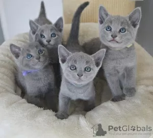 Photo №1. russian blue - for sale in the city of Paris | negotiated | Announcement № 109319