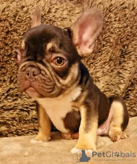 Additional photos: French bulldog