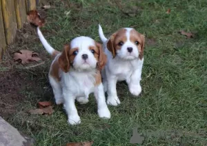 Photo №1. cavalier king charles spaniel - for sale in the city of Florida | 380$ | Announcement № 64611