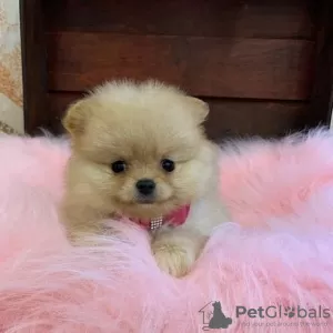 Photo №2 to announcement № 127574 for the sale of pomeranian - buy in United States 