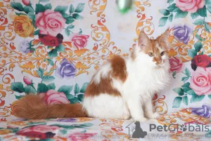 Photo №1. maine coon - for sale in the city of Ryazan | 333$ | Announcement № 7064