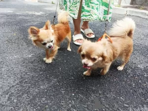 Additional photos: Selling three Chihuahua boys with official documents and vaccinated