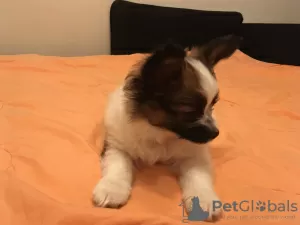 Additional photos: Papillon puppies