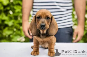 Additional photos: Standard dachshund puppies