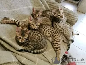 Photo №4. I will sell savannah cat in the city of Pittsburgh. breeder - price - 2000$