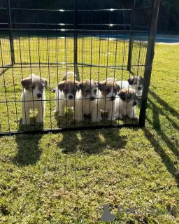 Photo №2 to announcement № 129628 for the sale of jack russell terrier - buy in Germany 