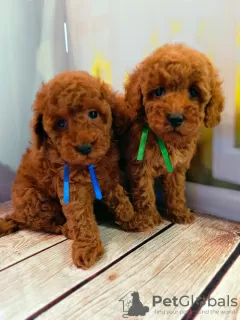 Additional photos: Rkf mini toy poodle puppies