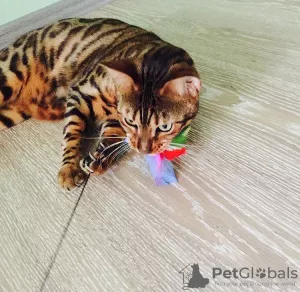 Photo №4. I will sell bengal cat in the city of Kharkov. private announcement - price - 704$